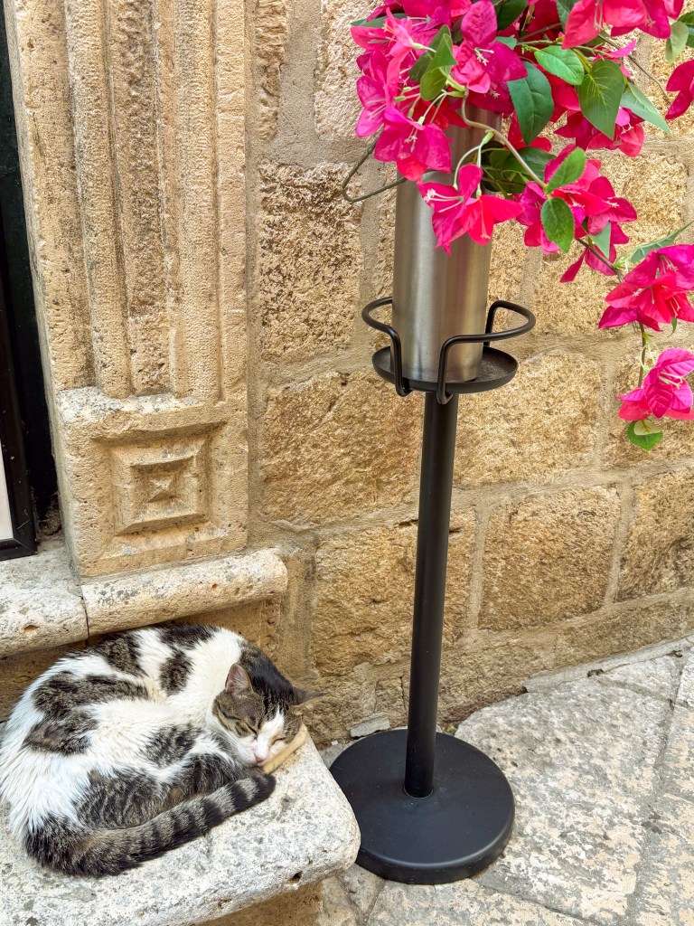 A sleeping cat curled up on a stone step next to a black metal planter holding pink flowers, with a textured stone wall in the background.